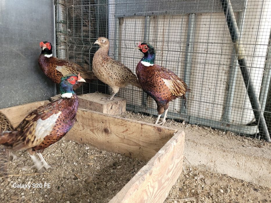 Pasari crescute  natural