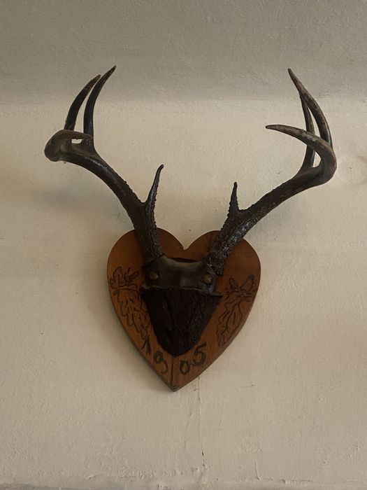 Trofeu unicat/ cerb american 110 ani