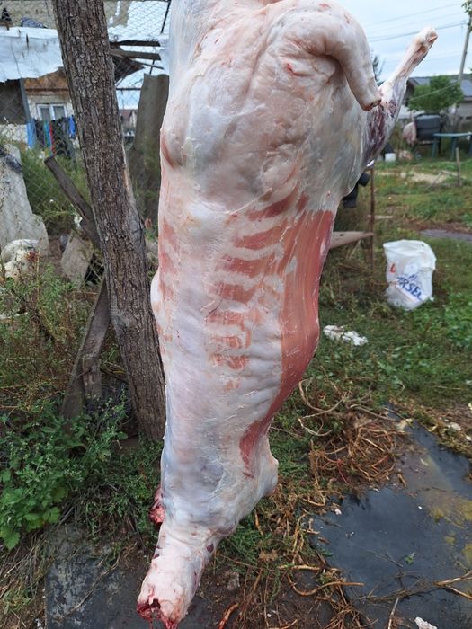 Vând miei grasi berbecuț