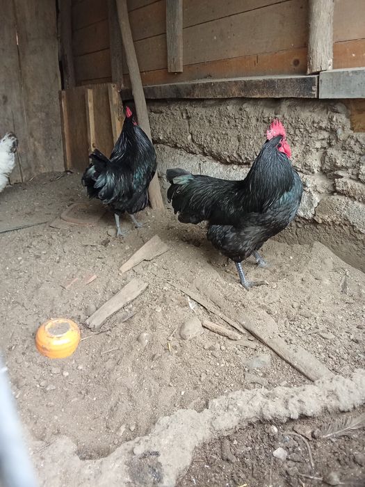 Cocoși australorp și playmond
