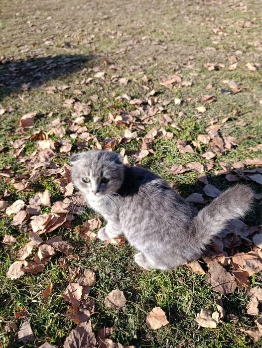 Продаем кота вислоухий. Приучен к латку.