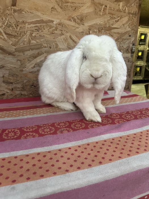 Iepuri berbec german