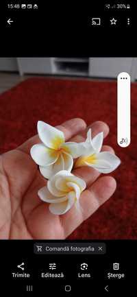 Vînd trandafir Hawaiian cu înălțimi variabile și în mai multe culori