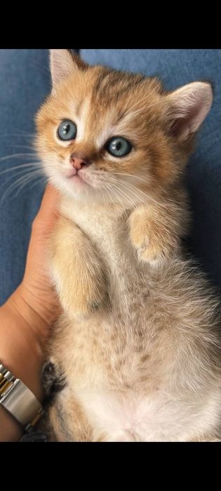 Шотландские чистокровные котята Золотая шиншилла