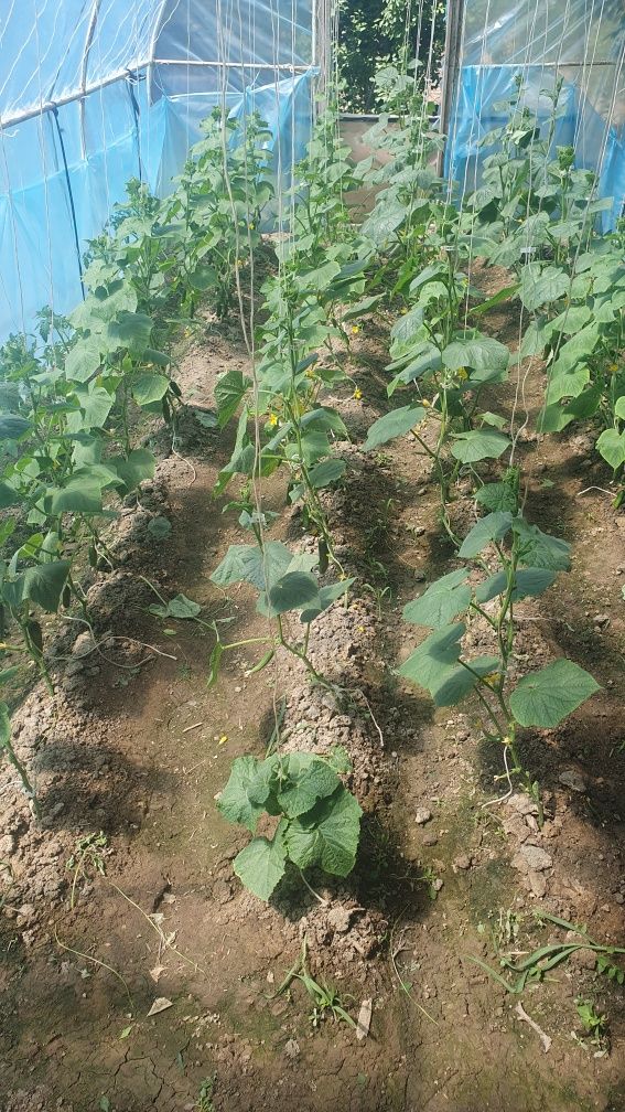 Продам дачу. Районе Сабалак. Общество Раушан