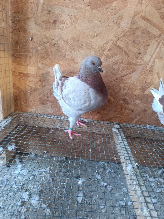 Porumbei king de vânzare