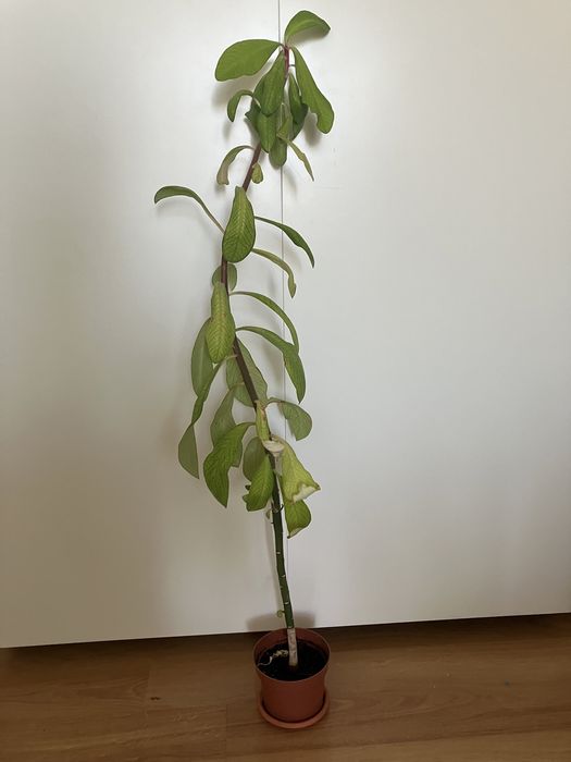 Doua plante de cauciuc