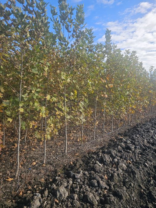 Platan - Mesteacan alb - Tei de floare - Artar