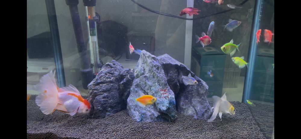 Akvarium 10tadan ortiq baliqlar, 1 ta qisqichbaqasi va aksessuarlari b