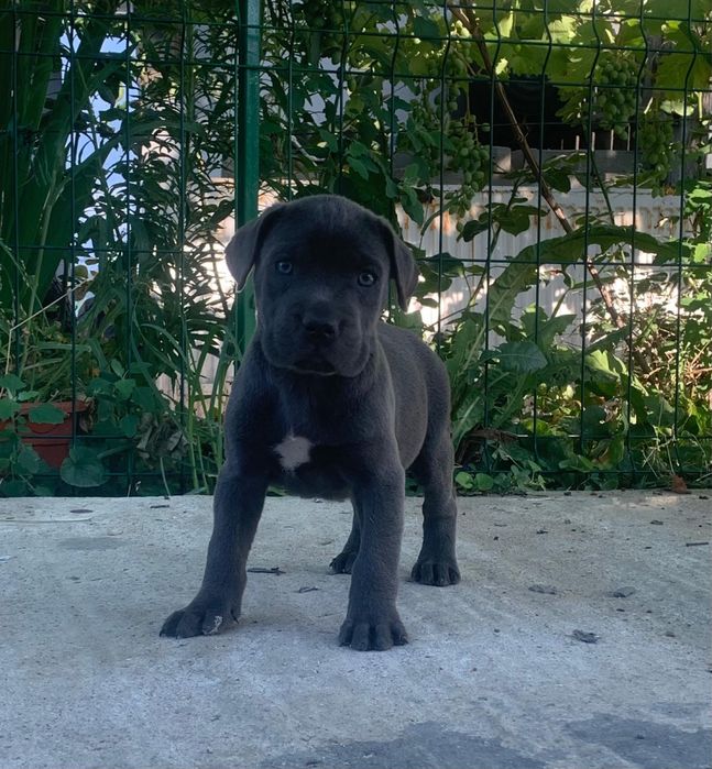 Mascul cane corso