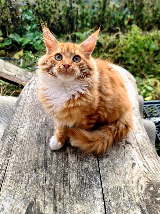 Pisicute își caută stăpân