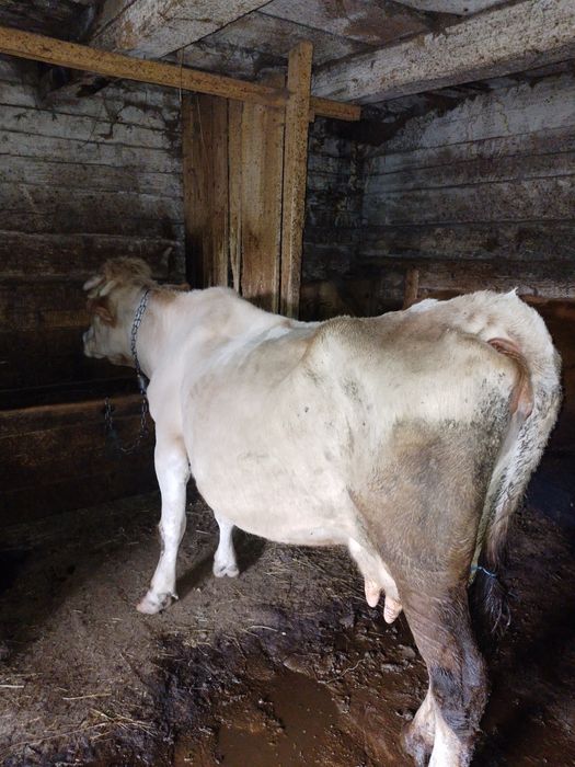 Vind o vaca baltata romaneasca