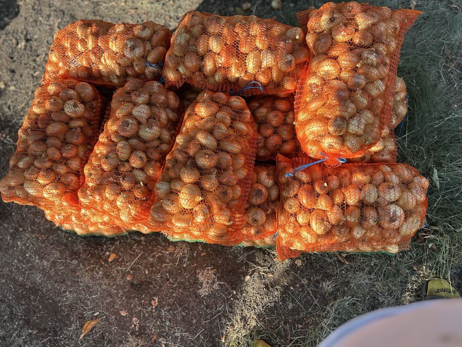 Vand  ceapa galbena pret 2 lei