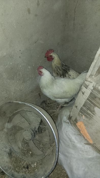 Продам питухов қараздар