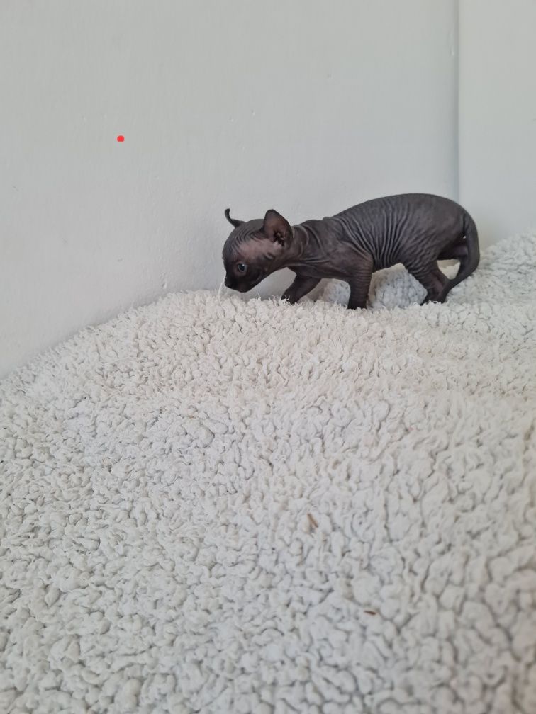 Pisicuta sphynx femela
