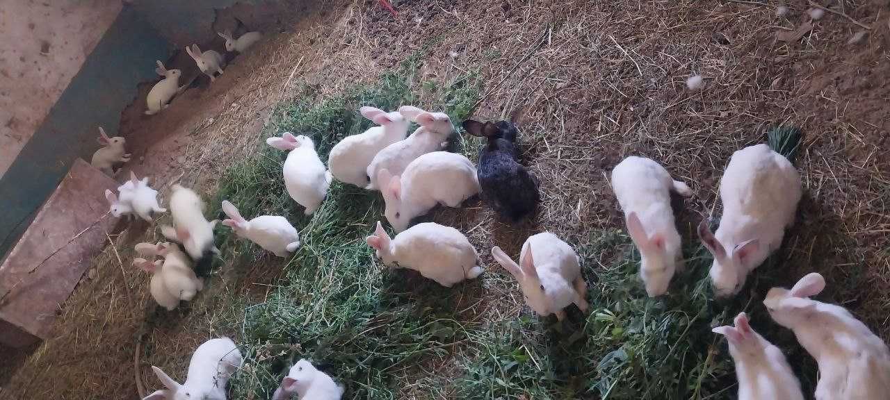 Yaxshi quyonlar velkan zoti