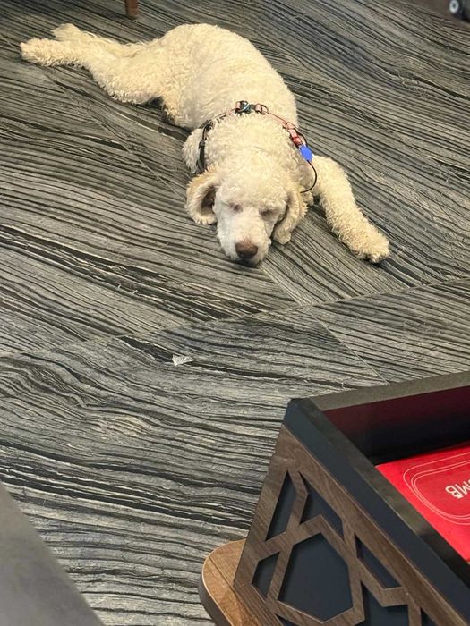 Продавам бяло женско Лагото на 5 месеца