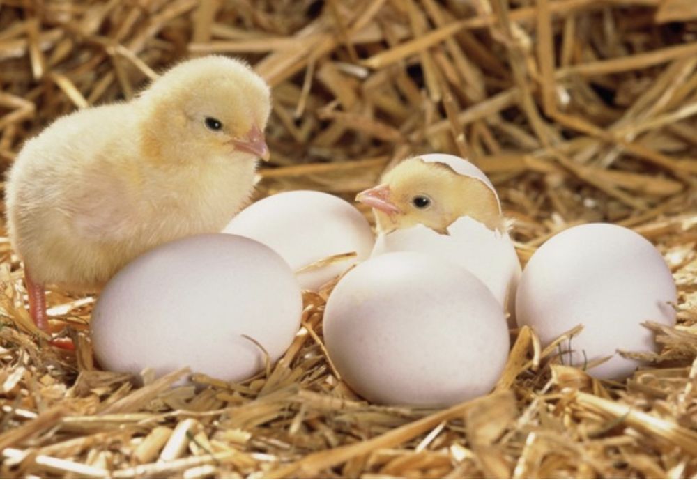 Яйцо инкубационное