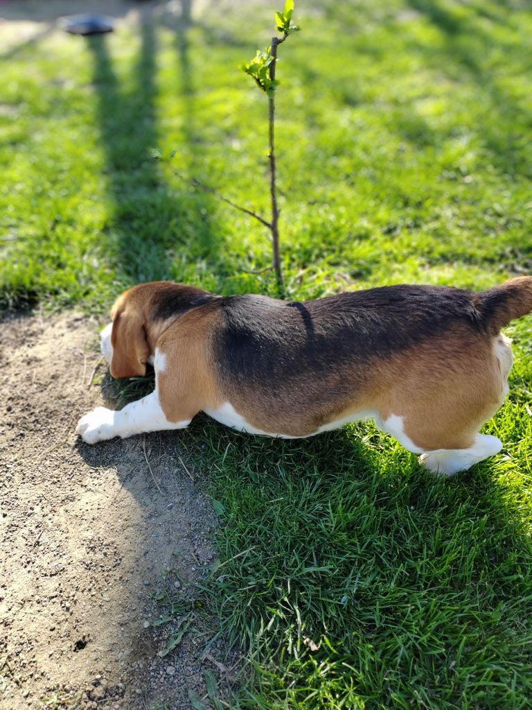 Beagle tricolor adorabil cauta o noua familie iubitoare