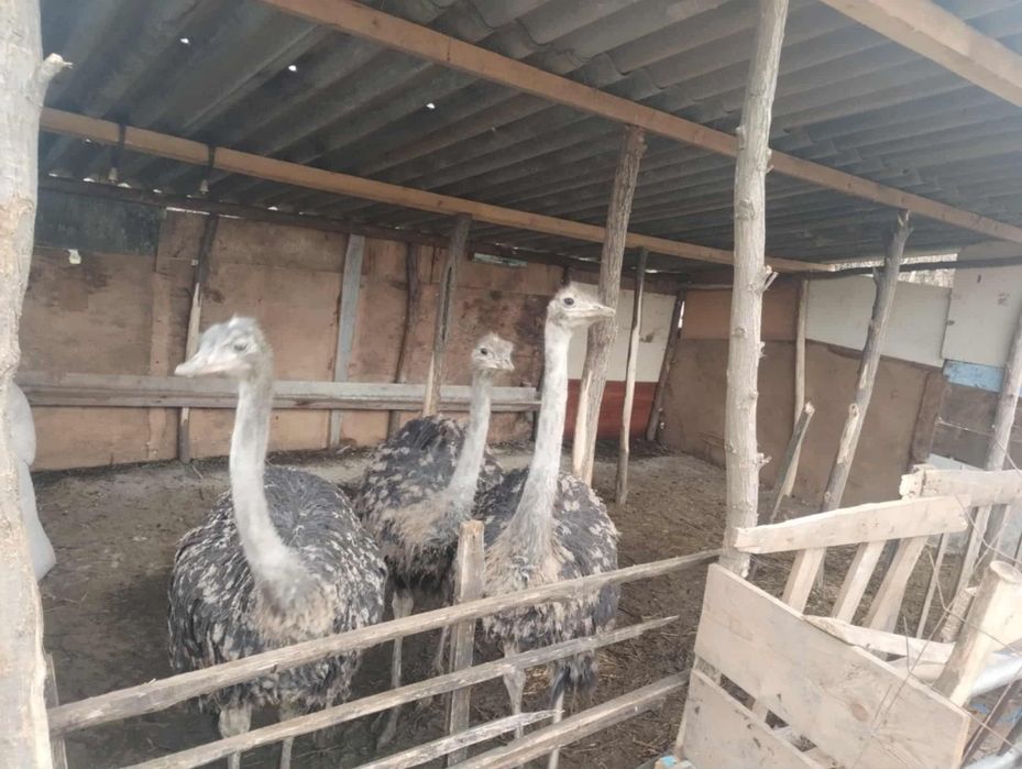 Pui struții de 5/6 luni