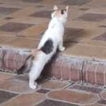 Котята в хорошие руки