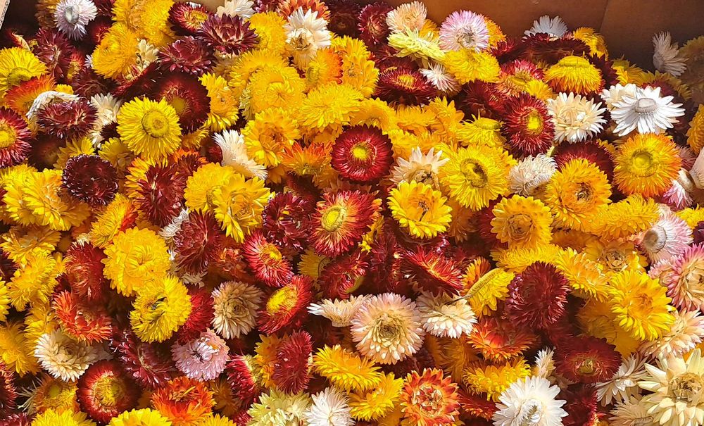 Flori de paie multicolore