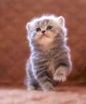 British longhair blue