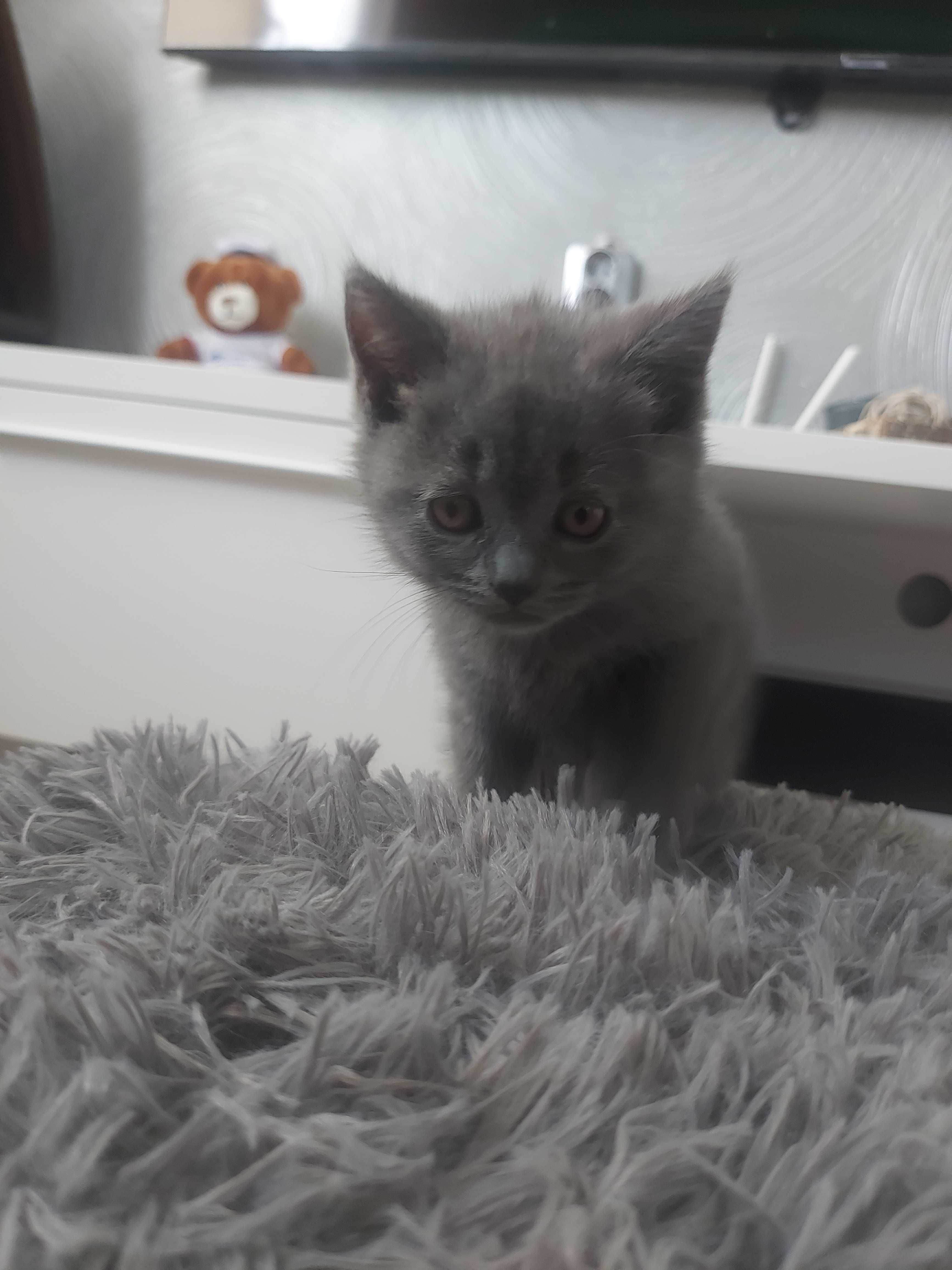 Британски котенца