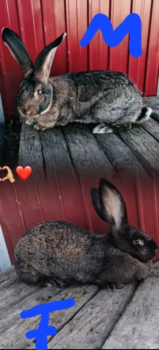 Vand uriaș german femela și mascul