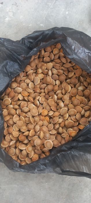 Donak sotiladi zōr va sifatli