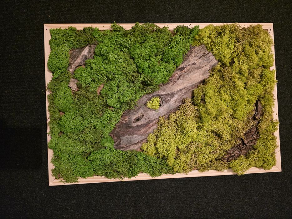 Tablou licheni stabilizati