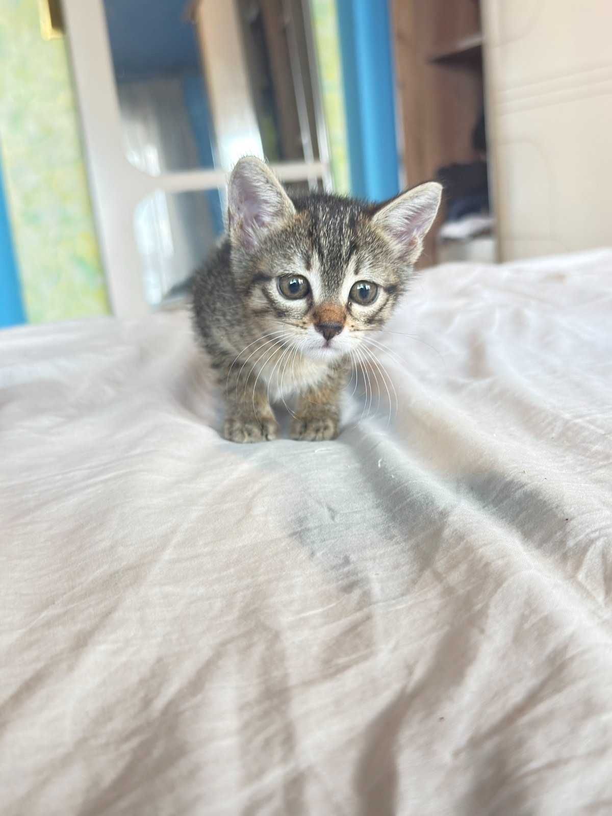 Малко котенце , търси своя дом.