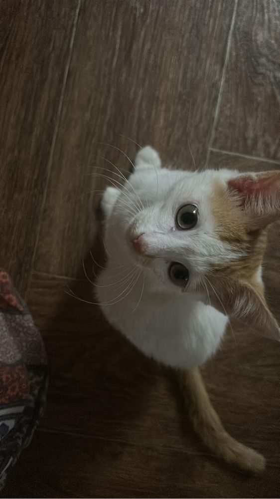 Отдаю котика в добрые руки!