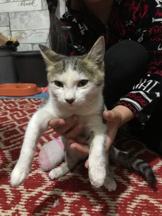 Mushuklar 6 va 7 oylik TEKINGA