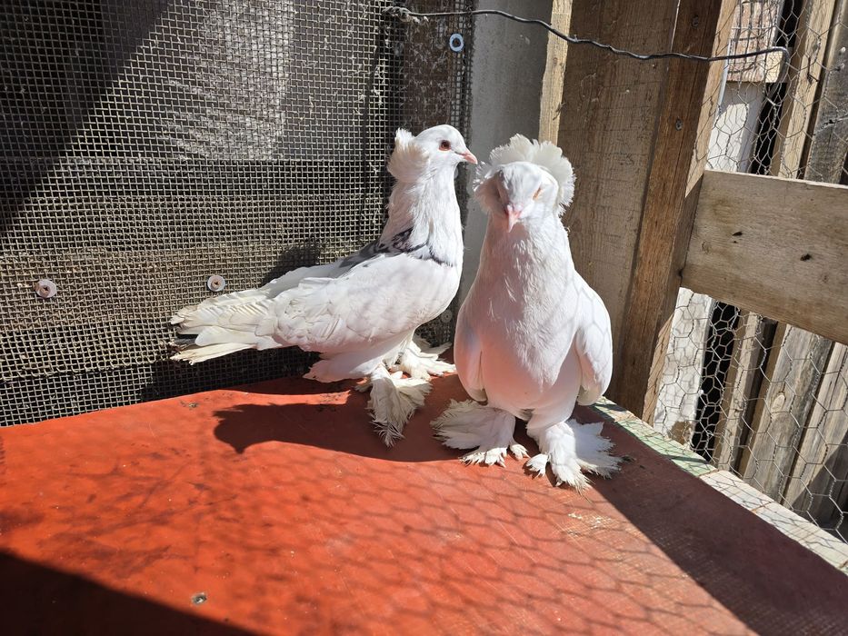 Pereche porumbei maghiari