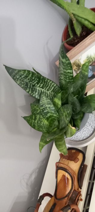 Разстение Dracaena trifasciata