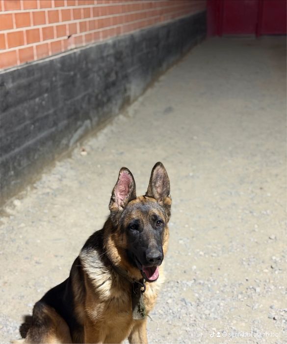 Немецкая овчарка с родословной щенок