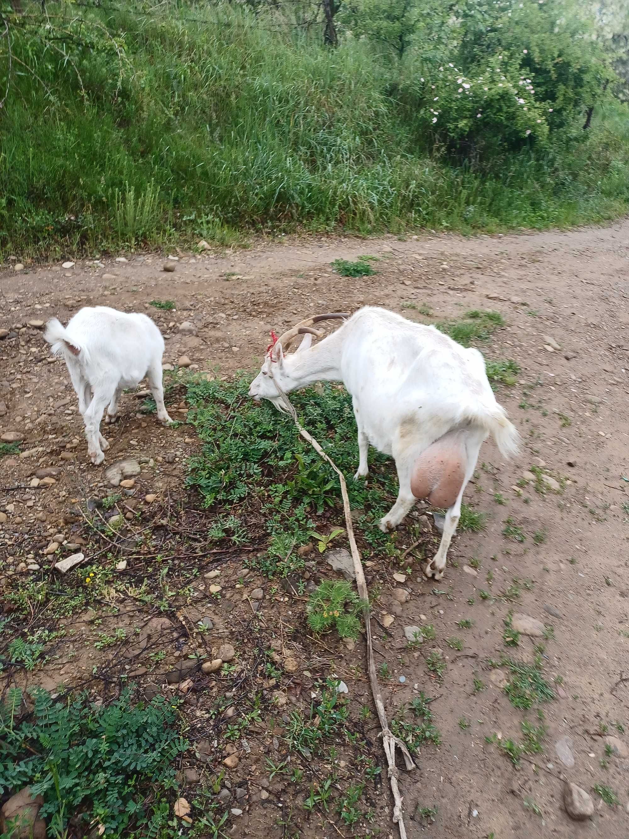 Capra cu 2 iedite  de anu acesta si tapu de anu trecut