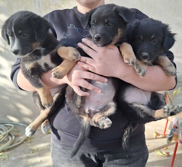 Щенки предположительно 2 месяца