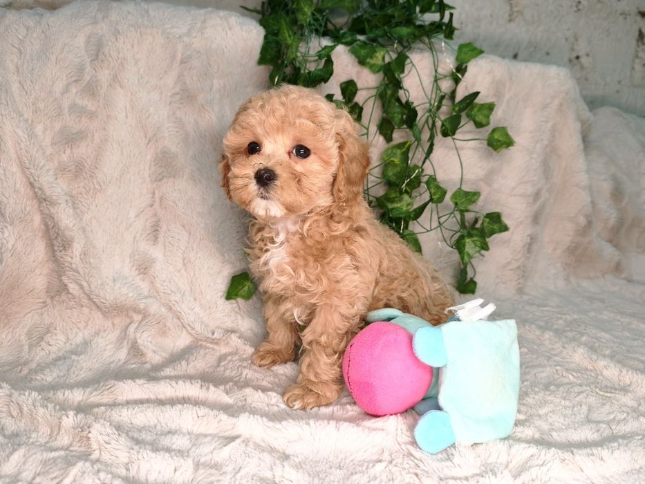 Vand fetita Maltipoo f1b mini toy - teacup