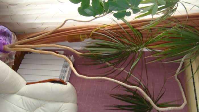 FLORI ornament in ghivece pentru casa si birouri