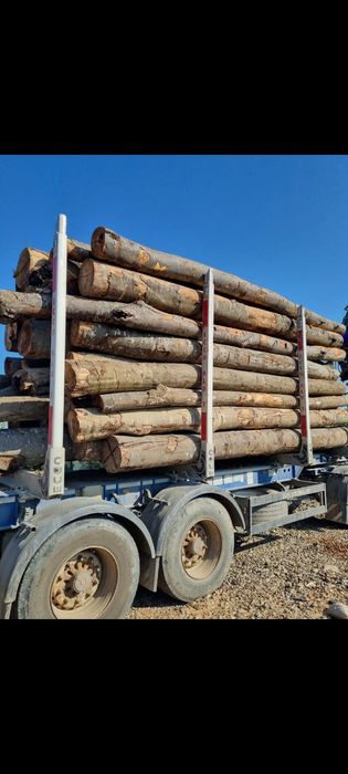 Deseuri laturoaie brad& molid si busteni fag esenta tare