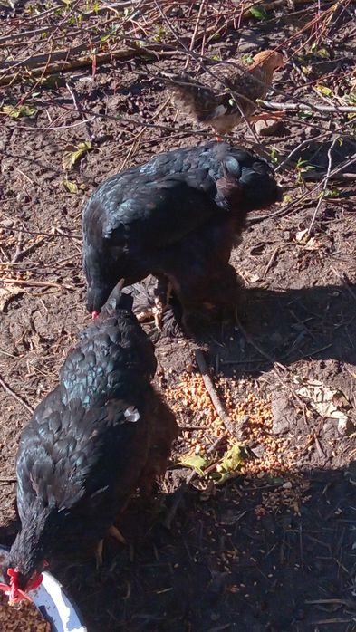 Rațe  găste cocosi găini schimb sau vănd