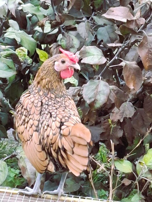 De vânzare cocoșei rasa Sebright și Mii de Fiori/Găini de Porțelan.