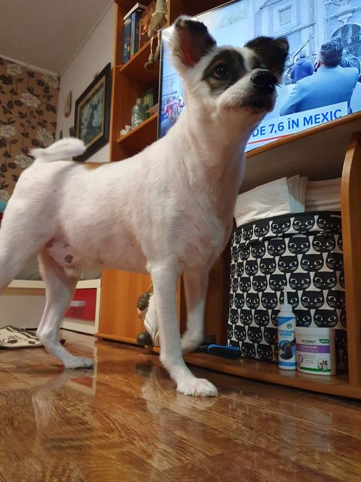 Urgent pentru adopție Iași