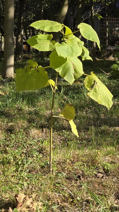 Puieți de pawlonia de vânzare