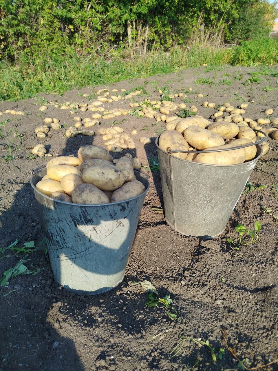 Свежий картофель