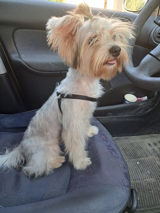 Подарявам куче - Йорки