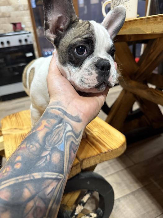 Bulldog Francez 3 luni