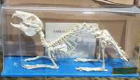 Скелет кролика анатомическая модель